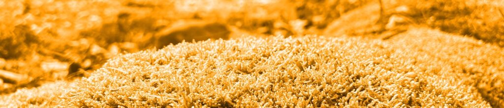 Bild von Moos im Odenwald